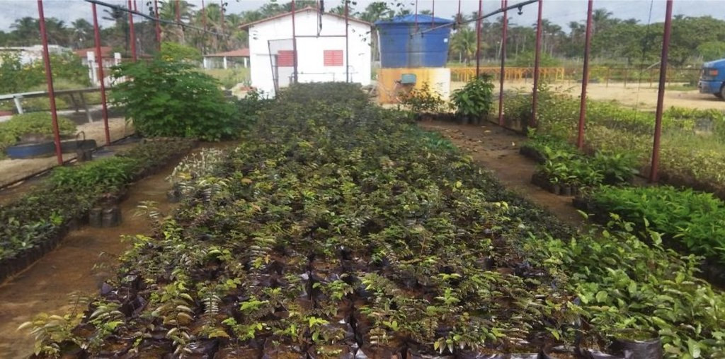 Projeto Bosque Berçário das Águas 2